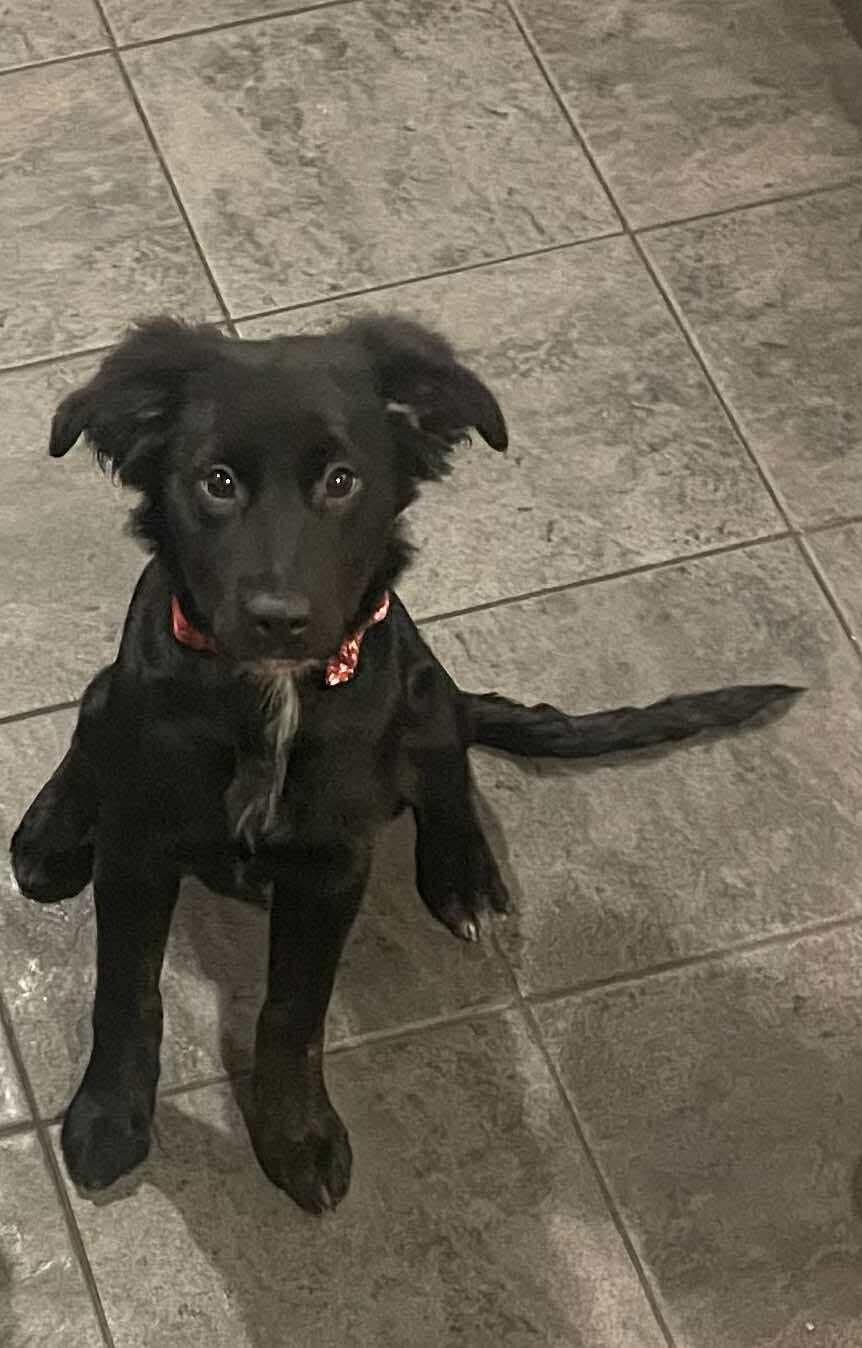 Enlarge Shya, a ADOPTABLE mixed breed in Faribault, MN image 5/5