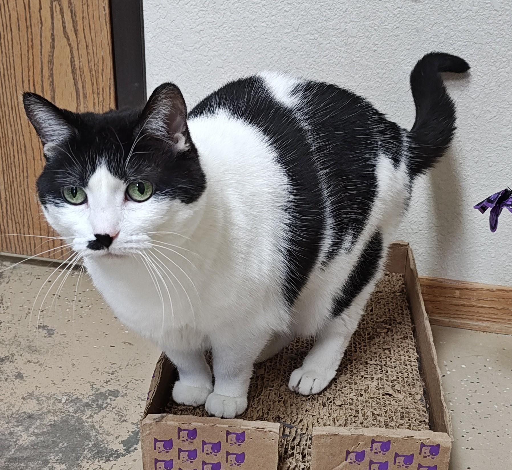 Enlarge Pepper and Portia (Senior Cats), a Adoptable Domestic Short Hair in Wahpeton, ND image 4/6