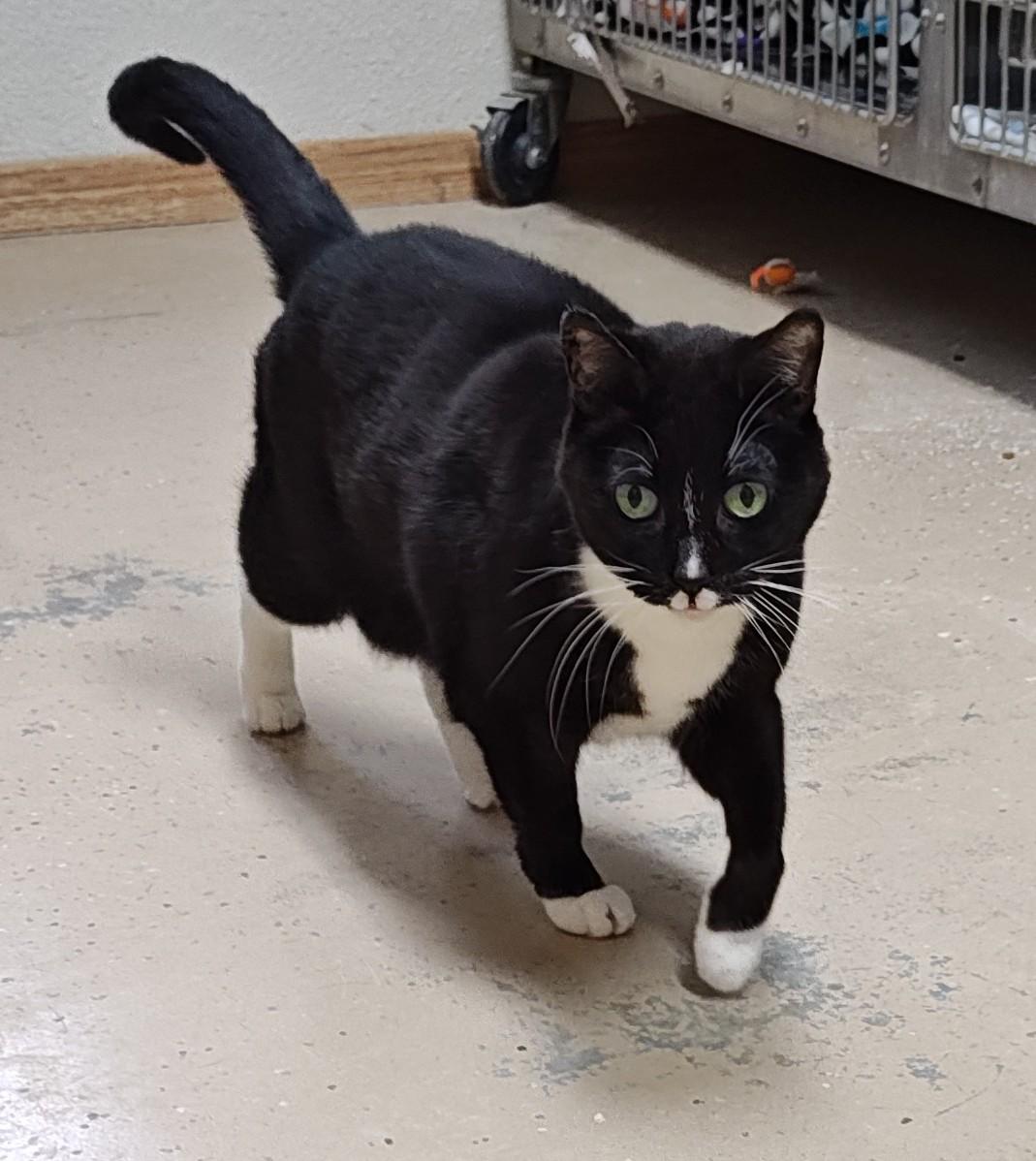 Enlarge Pepper and Portia (Senior Cats), a Adoptable Domestic Short Hair in Wahpeton, ND image 3/6