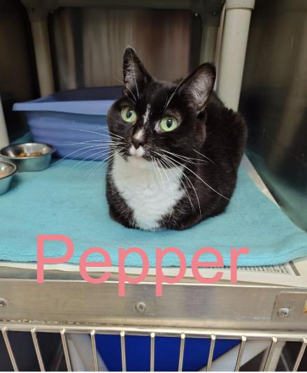 Pepper and Portia (Senior Cats), Adoptable, Senior Female Domestic Short Hair.