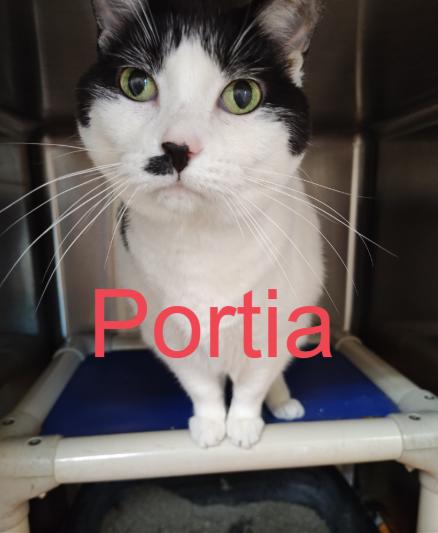 Pepper and Portia (Senior Cats), an adoptable Domestic Short Hair in Wahpeton, ND, 58075 | Photo Image 2