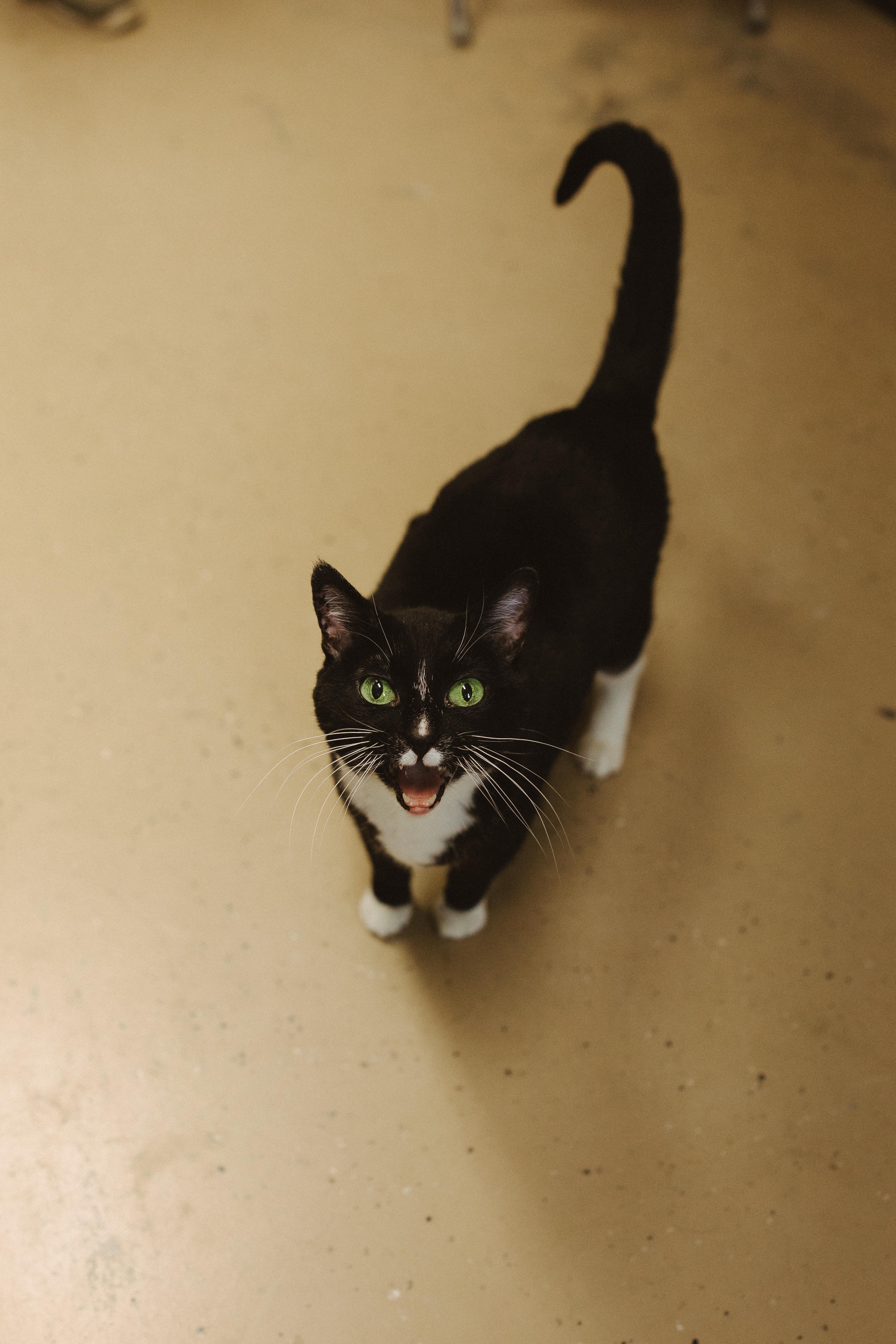 Enlarge Pepper and Portia (Senior Cats), a Adoptable Domestic Short Hair in Wahpeton, ND image 5/6