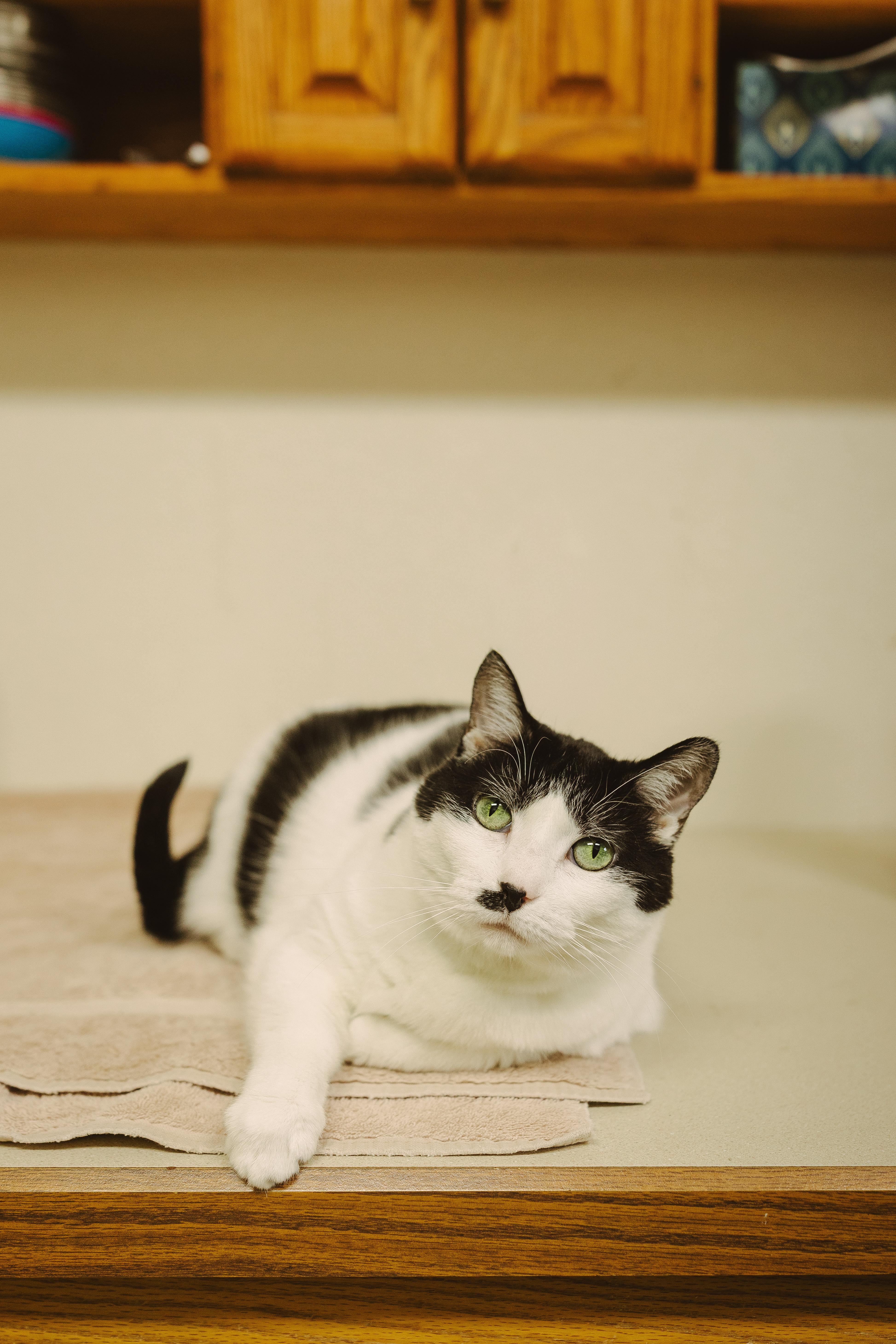 Enlarge Pepper and Portia (Senior Cats), a Adoptable Domestic Short Hair in Wahpeton, ND image 6/6