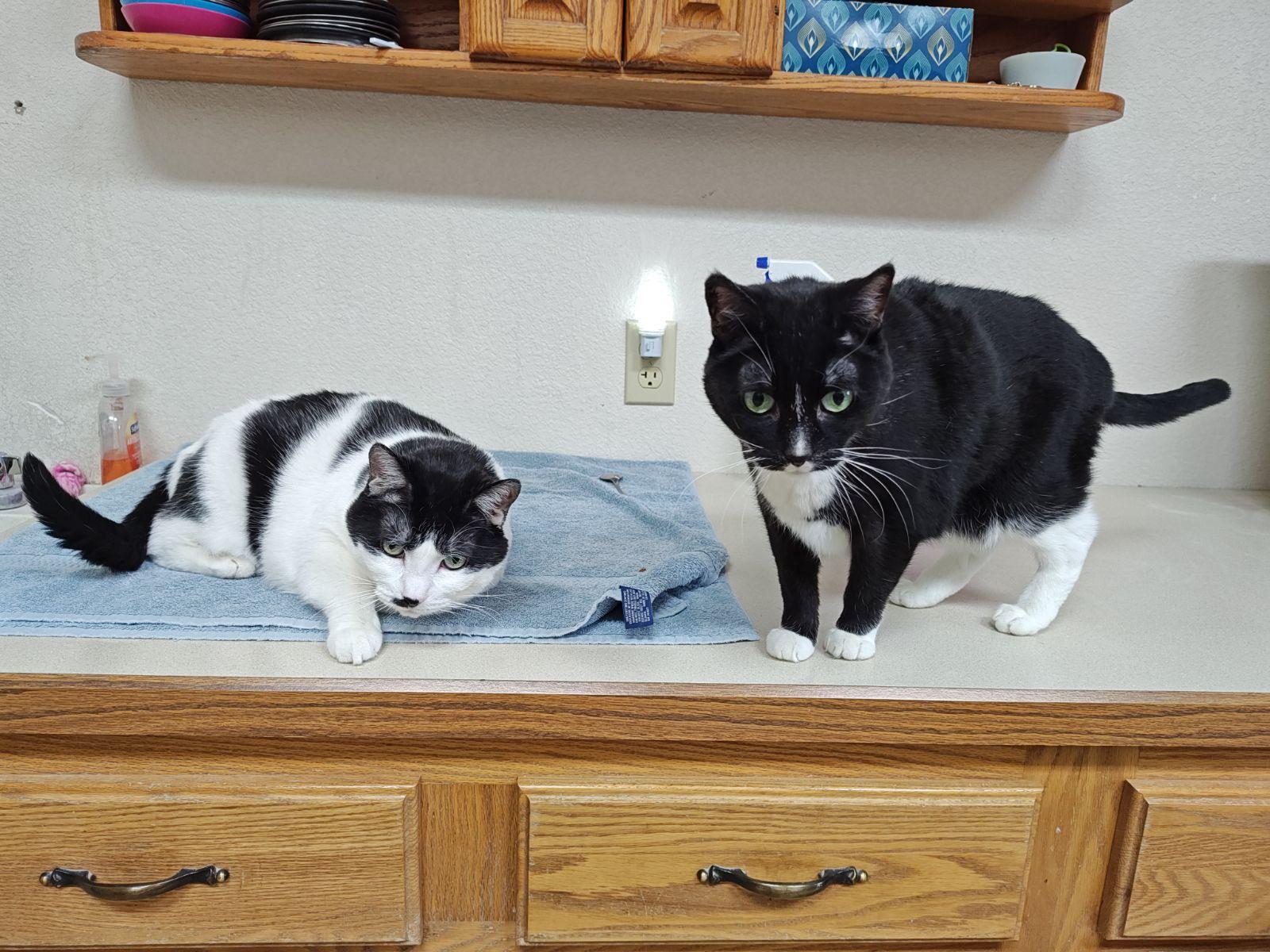 Enlarge Pepper and Portia (Senior Cats), a Adoptable Domestic Short Hair in Wahpeton, ND image 1/6