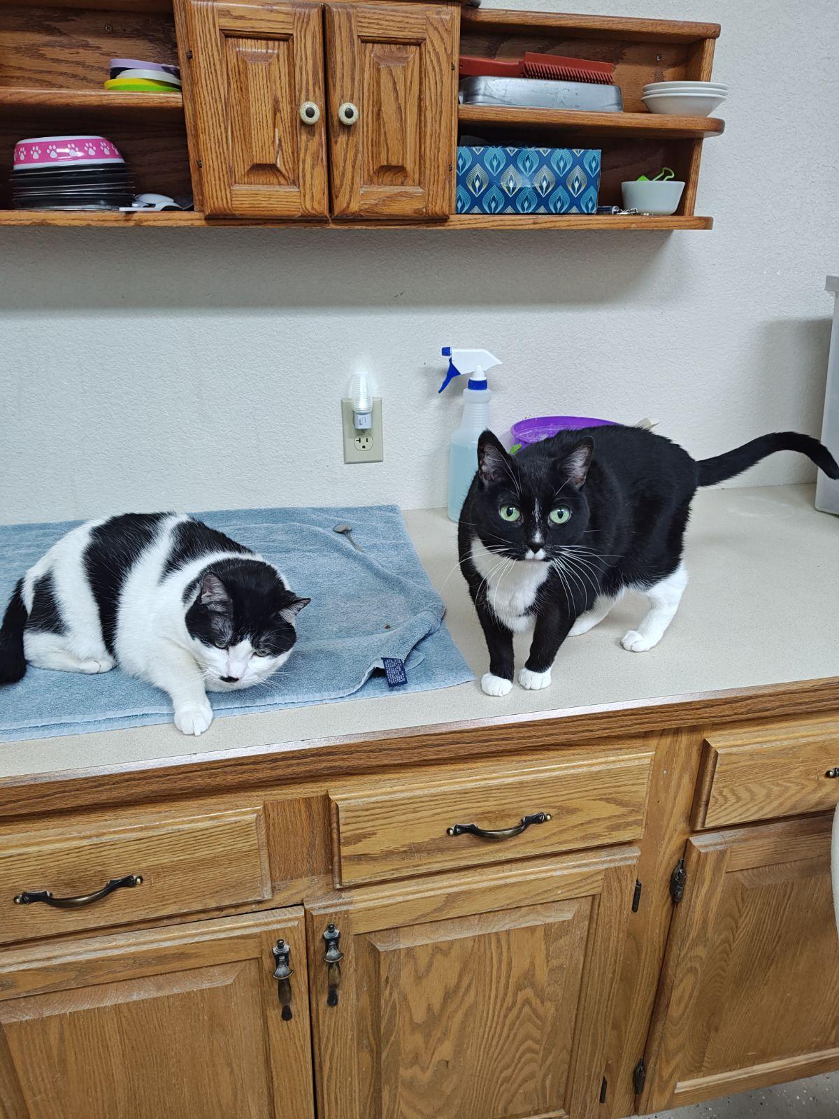 Enlarge Pepper and Portia (Senior Cats), a Adoptable Domestic Short Hair in Wahpeton, ND image 6/6