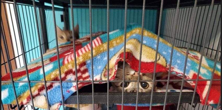 McKenzie, a Adoptable Tiger in Monticello, IL image 2/2