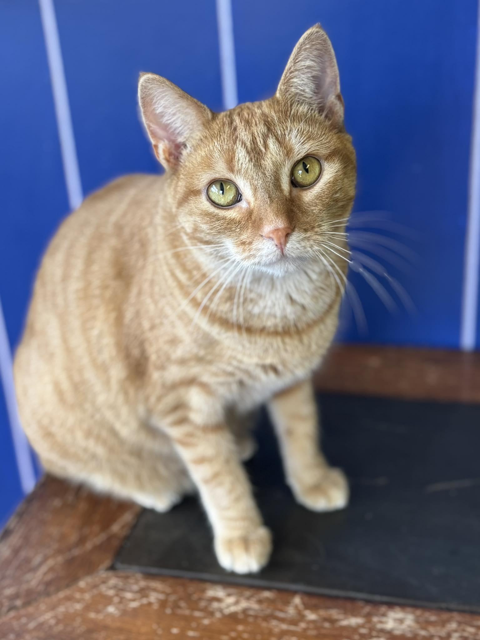 McKenzie, Adoptable, Young Female Tiger.