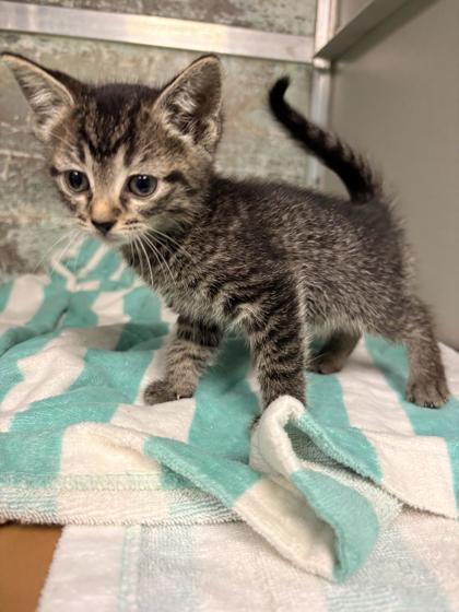 Luna, Adoptable, Kitten Female Domestic Short Hair & Domestic Short Hair.