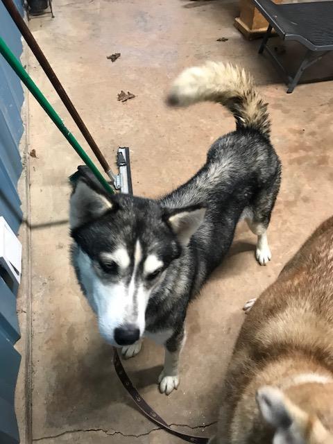 Annalise, Adoptable, Adult Female Alaskan Malamute & Siberian Husky.