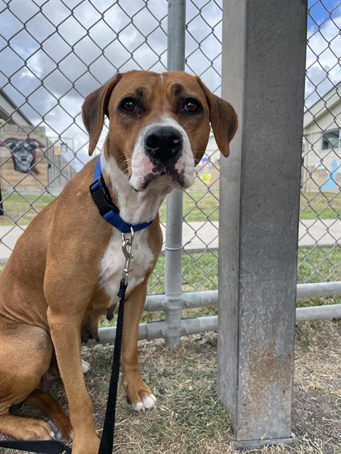 Enlarge BROWNIE, a Adoptable mixed breed in Corpus Christi, TX image 1/1