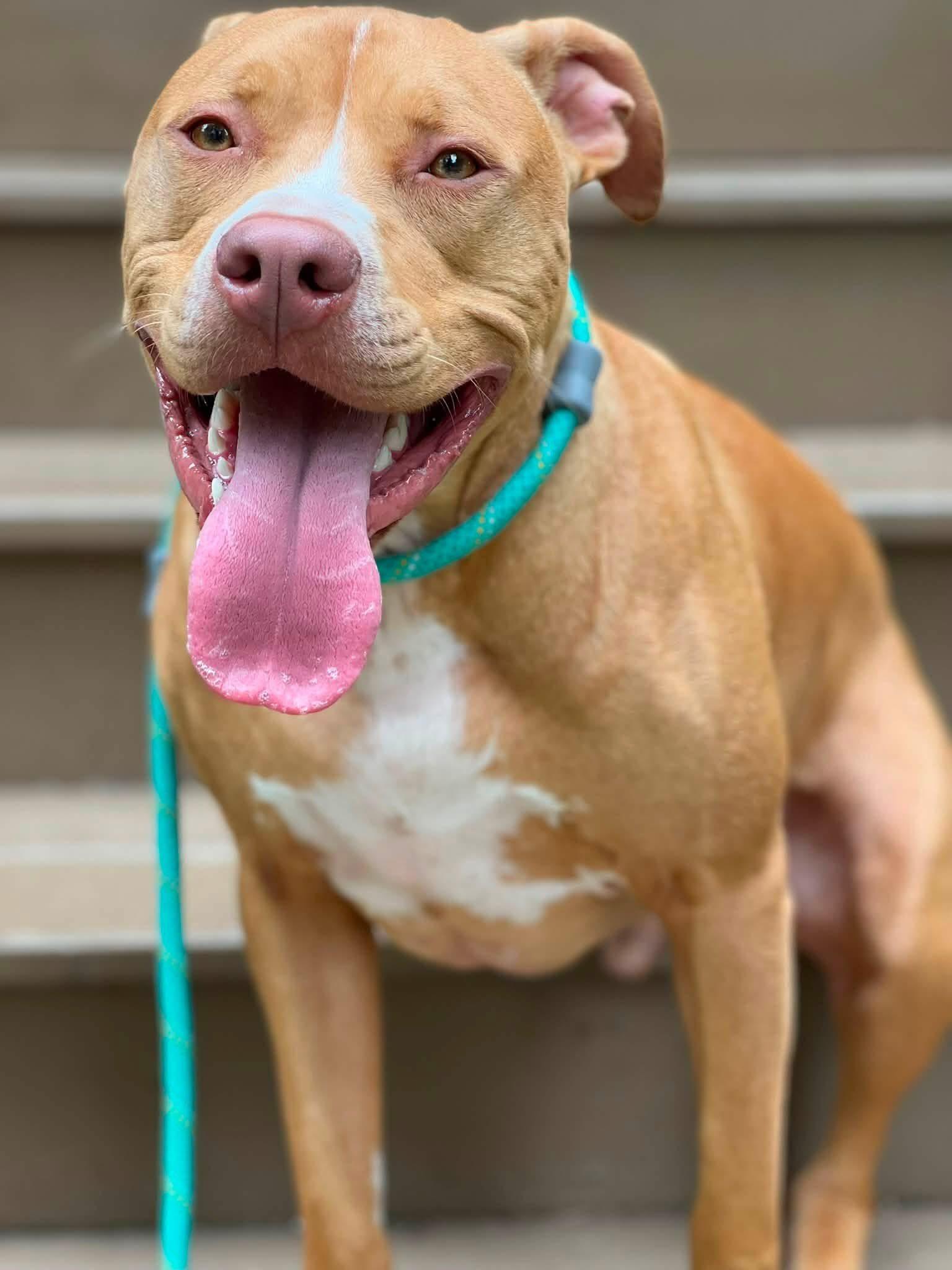 Enlarge Ivan, a ADOPTABLE mixed breed in Buffalo, NY image 1/3