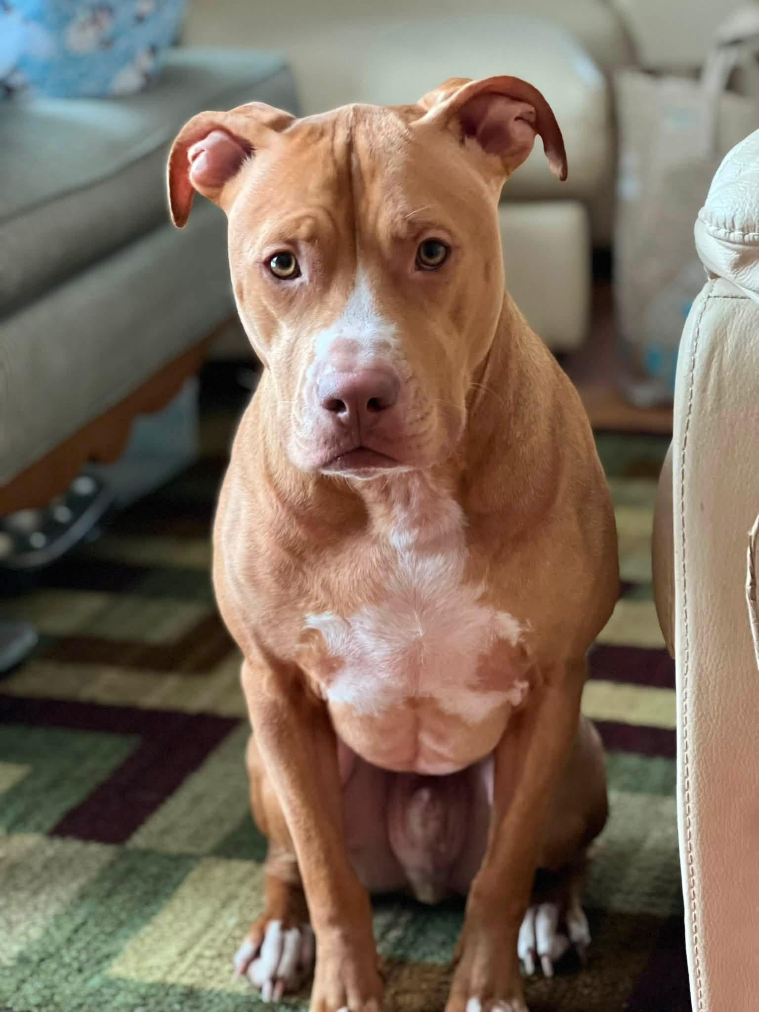 Enlarge Ivan, a ADOPTABLE mixed breed in Buffalo, NY image 3/3