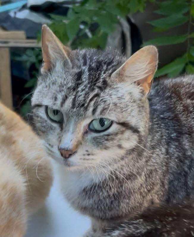 Enlarge Raylan, a Adoptable Domestic Short Hair in Midlothian, TX image 1/2