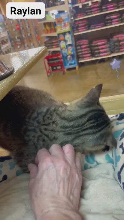 Enlarge Raylan, a Adoptable Domestic Short Hair in Midlothian, TX video 2/2