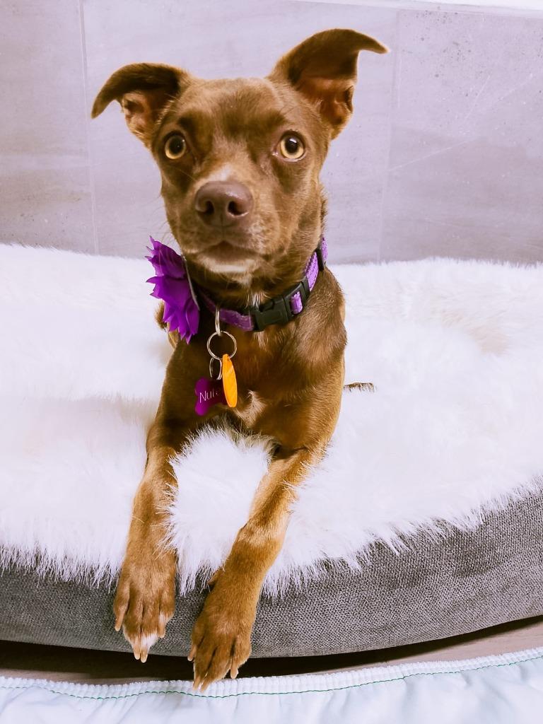 Nutella, Adopted, Young Female Mixed Breed & Chihuahua.