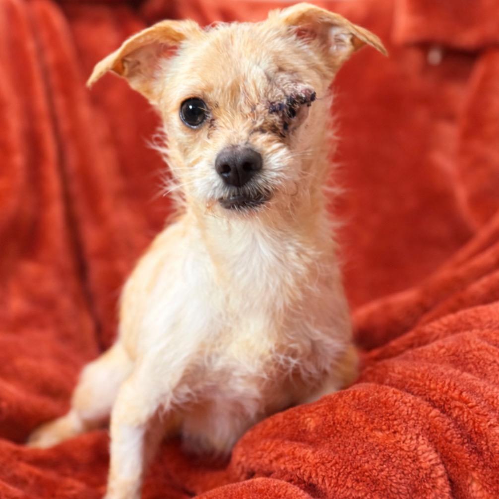 Enlarge Linda, a Adoptable mixed breed in Fresno, CA image 1/2