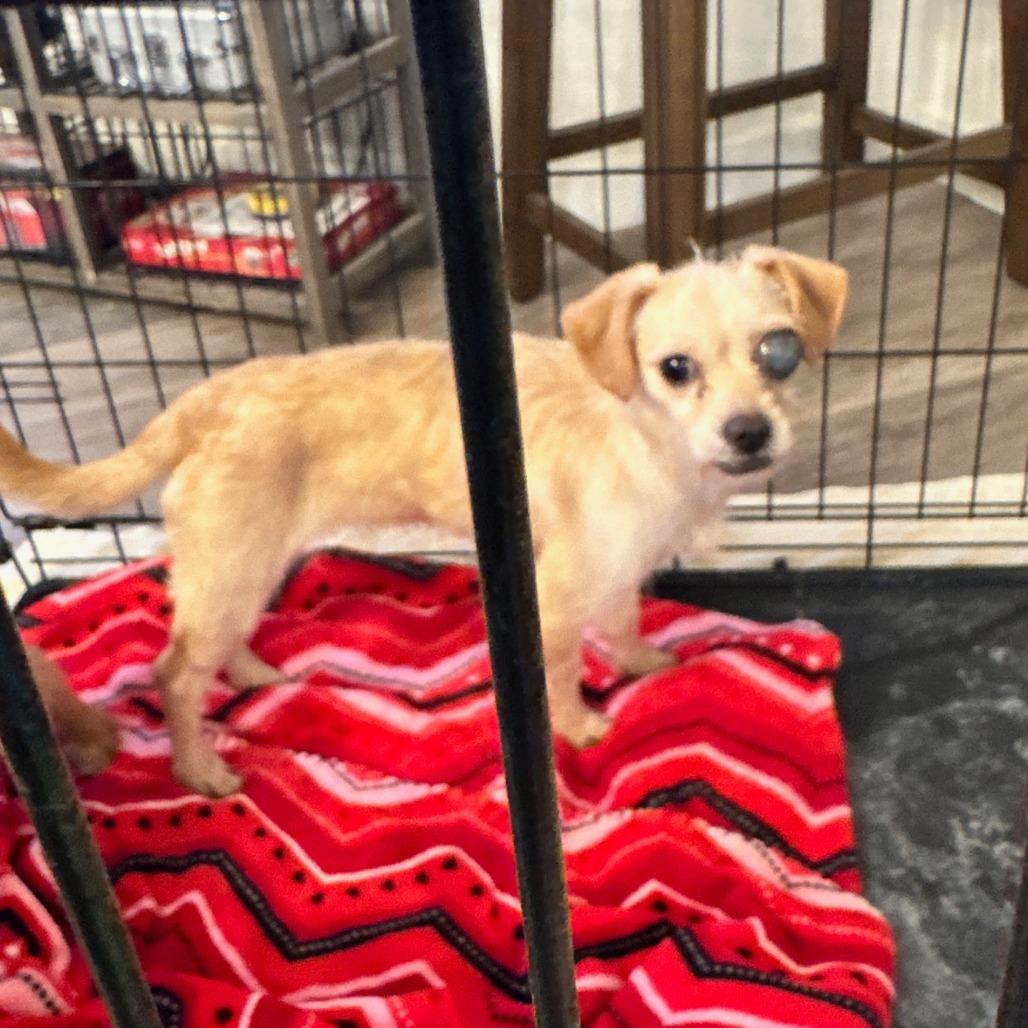 Enlarge Linda, a Adoptable mixed breed in Fresno, CA image 2/2