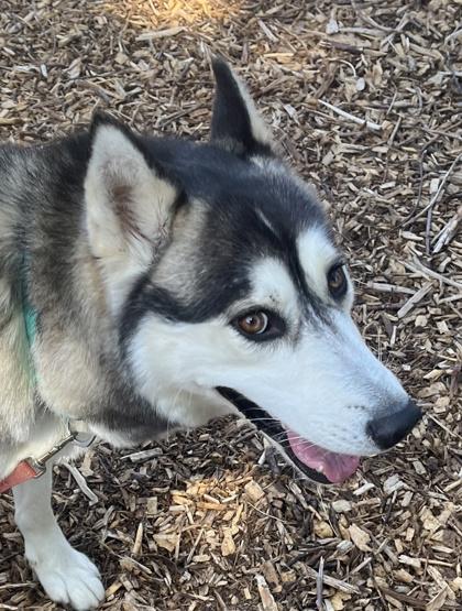 Enlarge Handsome, an adopted mixed breed in Auburn, WA image 3/3