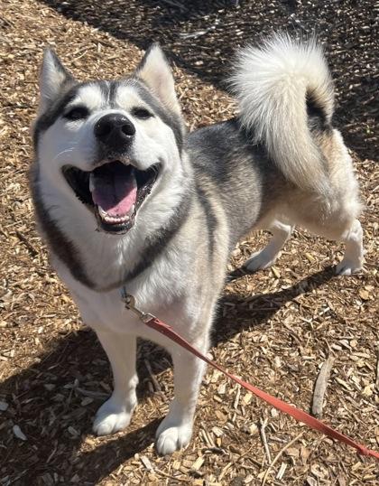 Enlarge Handsome, an adopted mixed breed in Auburn, WA image 1/3