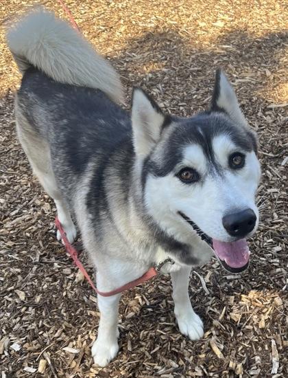 Enlarge Handsome, an adopted mixed breed in Auburn, WA image 2/3