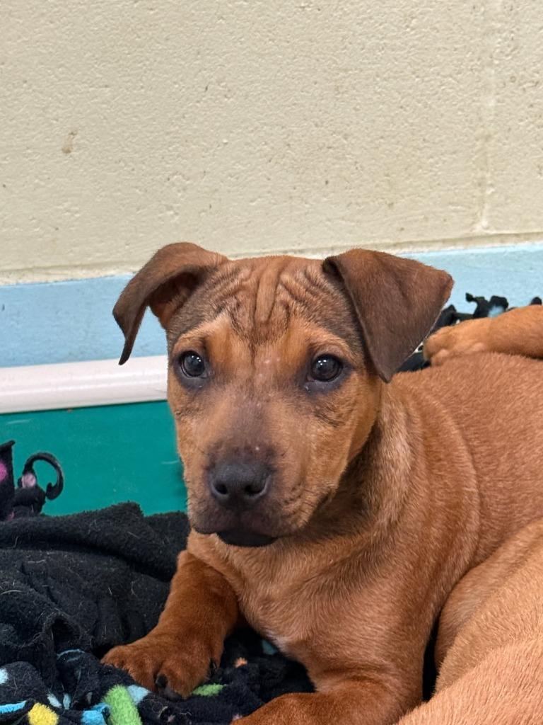 Zuma-in a foster home photo
