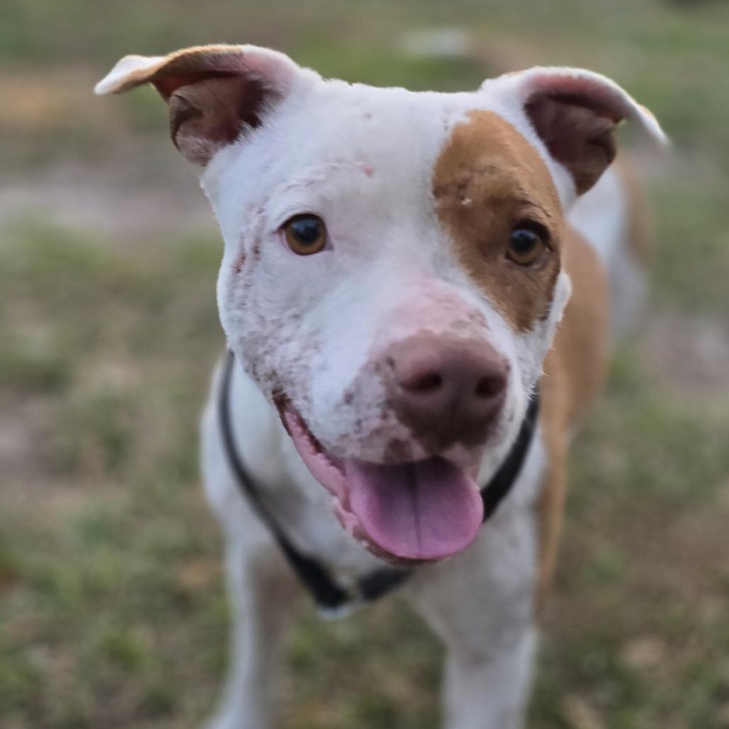 Anabelle, Adoptable, Adult Female Pit Bull Terrier.