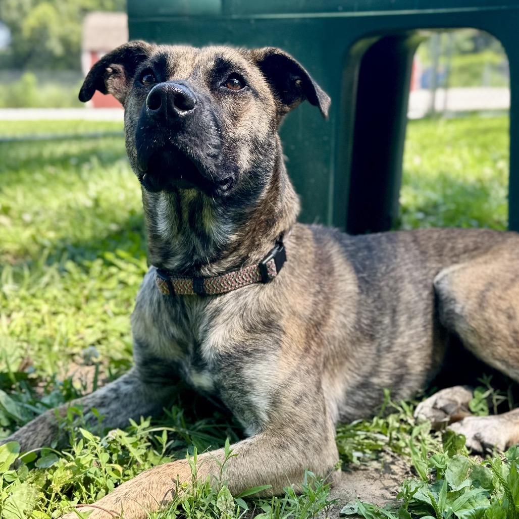 Six, Adoptable, Young Female Mixed Breed.