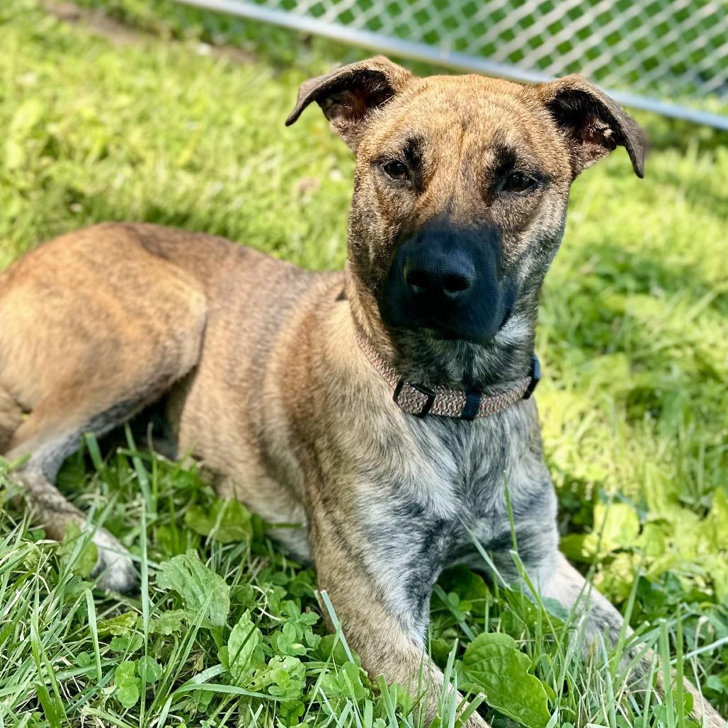 Six, a Adoptable Mixed Breed in Warrensburg, MO image 2/6