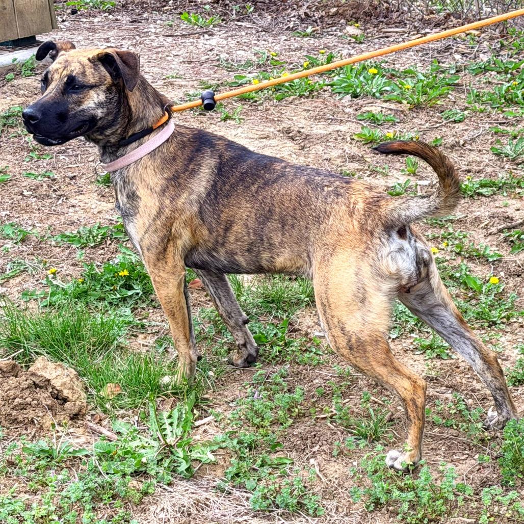 Six, a Adoptable Mixed Breed in Warrensburg, MO image 3/6
