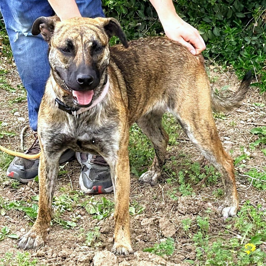 Six, a Adoptable Mixed Breed in Warrensburg, MO image 4/6