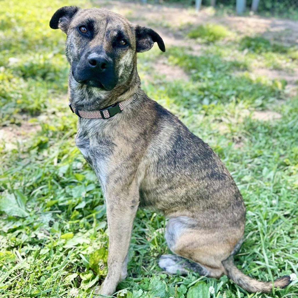 Six, a Adoptable Mixed Breed in Warrensburg, MO image 5/6