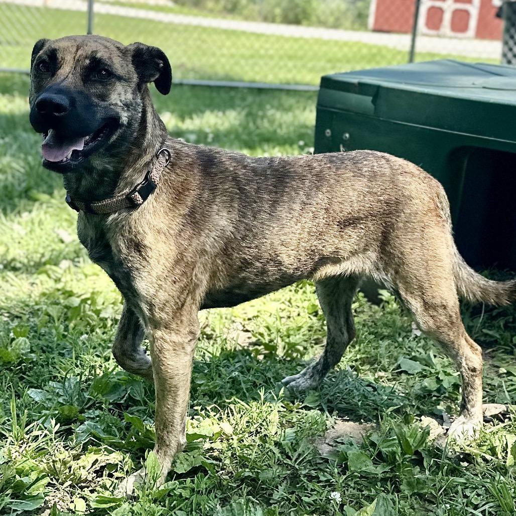 Six, a Adoptable Mixed Breed in Warrensburg, MO image 6/6