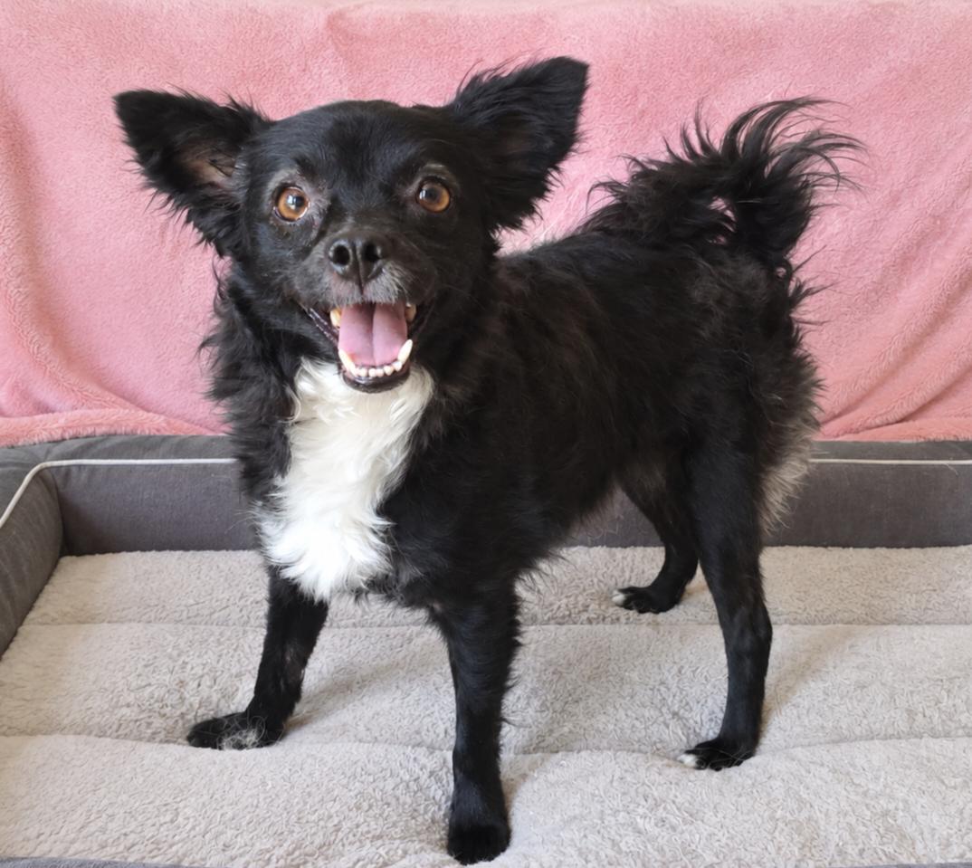 Enlarge Fendi, a Adoptable mixed breed in Temecula, CA image 1/5