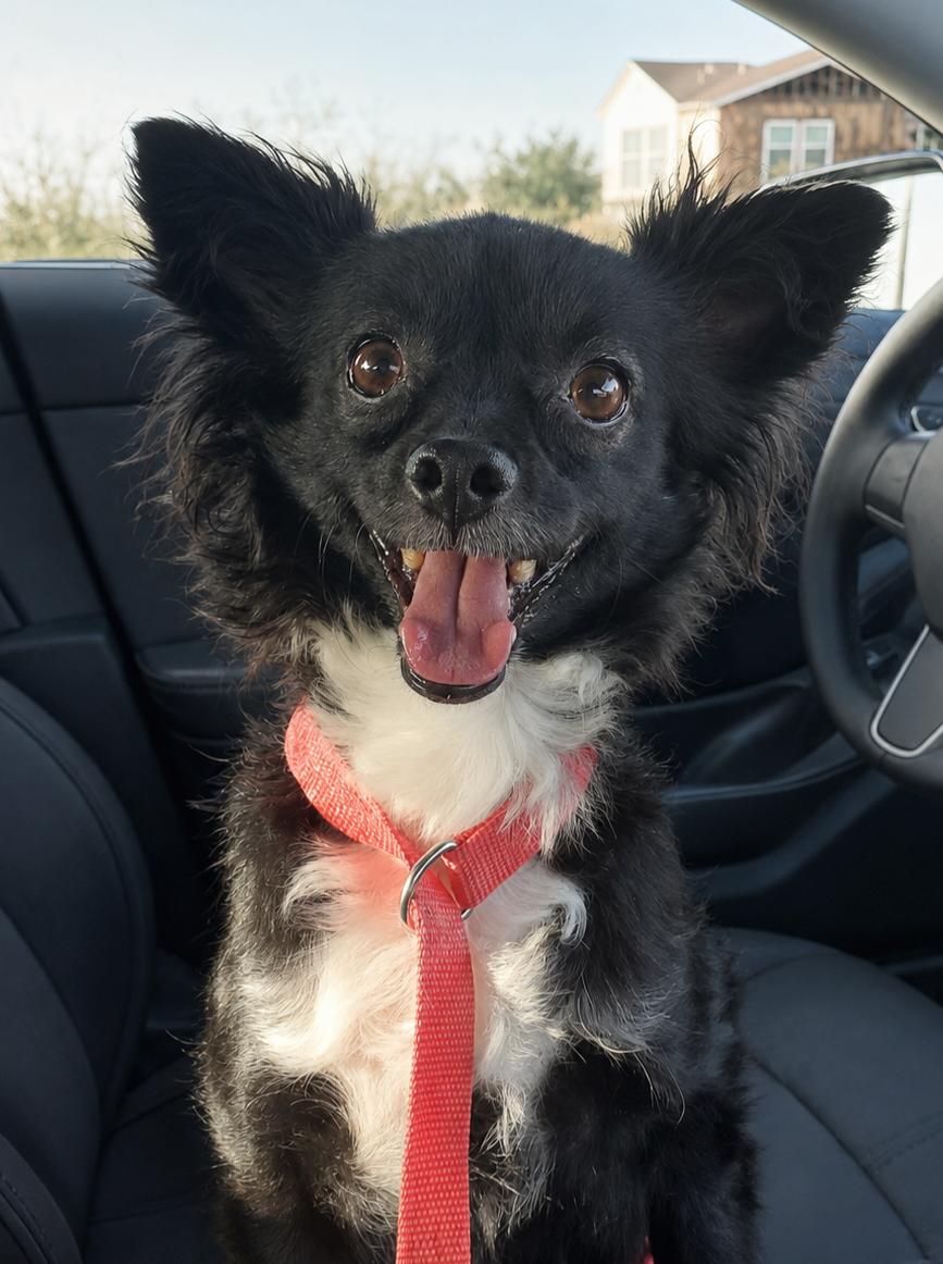 Enlarge Fendi, a Adoptable mixed breed in Temecula, CA image 2/5