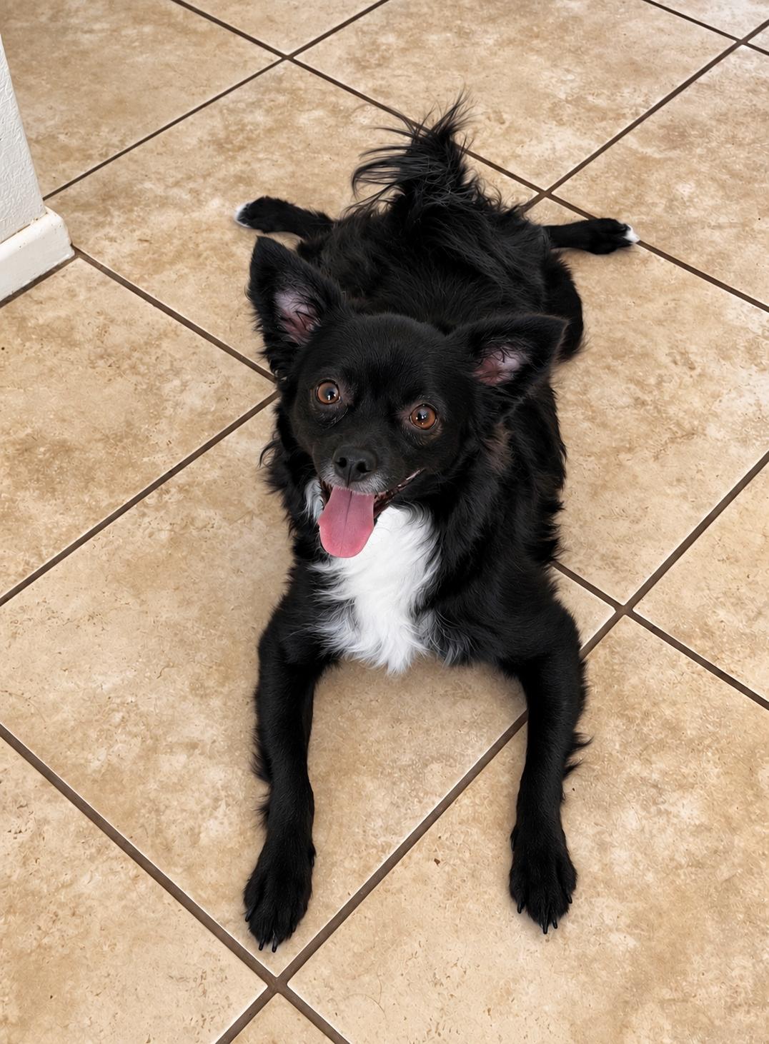 Enlarge Fendi, a Adoptable mixed breed in Temecula, CA image 3/5