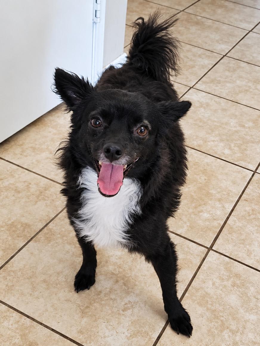 Enlarge Fendi, a Adoptable mixed breed in Temecula, CA image 5/5