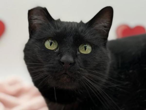 Enlarge Sizzle, a Adoptable mixed breed in Portland, OR image 2/2