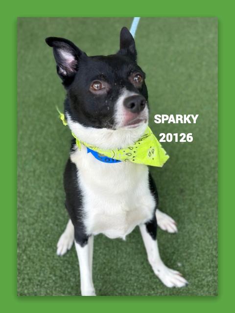 Enlarge SPARKY, a Adoptable mixed breed in Marietta, GA image 2/4