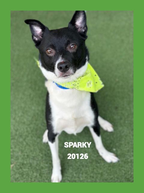Enlarge SPARKY, a Adoptable mixed breed in Marietta, GA image 4/4