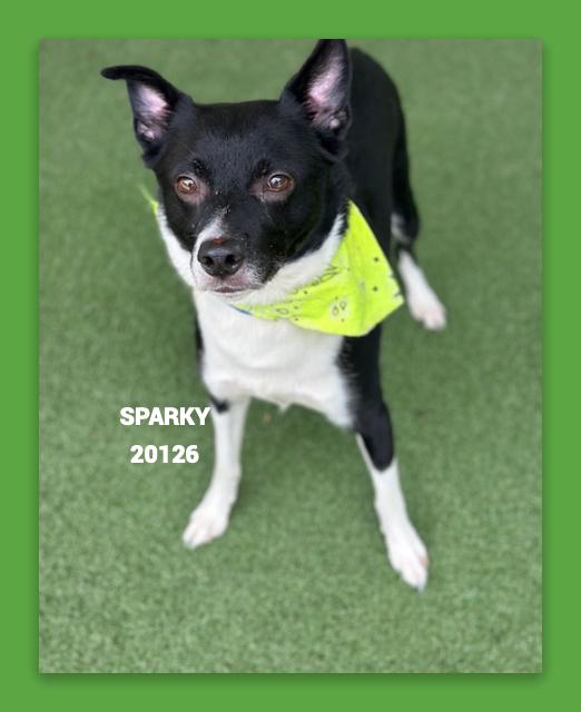 SPARKY, Adoptable, Young Male Border Collie.