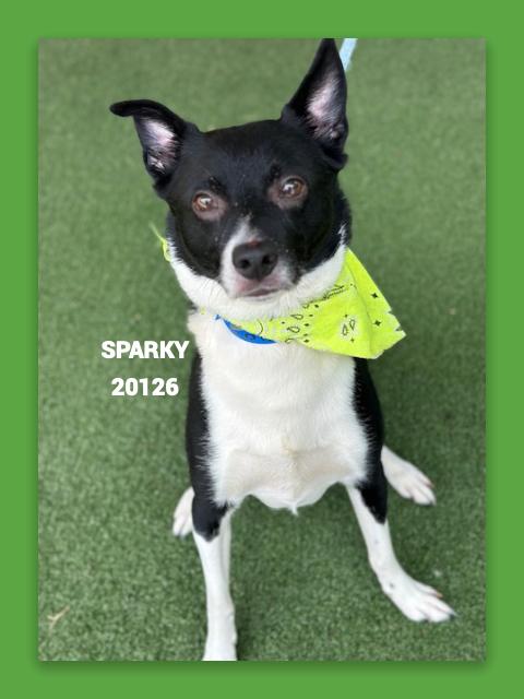 Enlarge SPARKY, a Adoptable mixed breed in Marietta, GA image 3/4