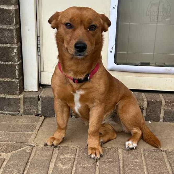 Poppy, ADOPTABLE, Adult Female Corgi.