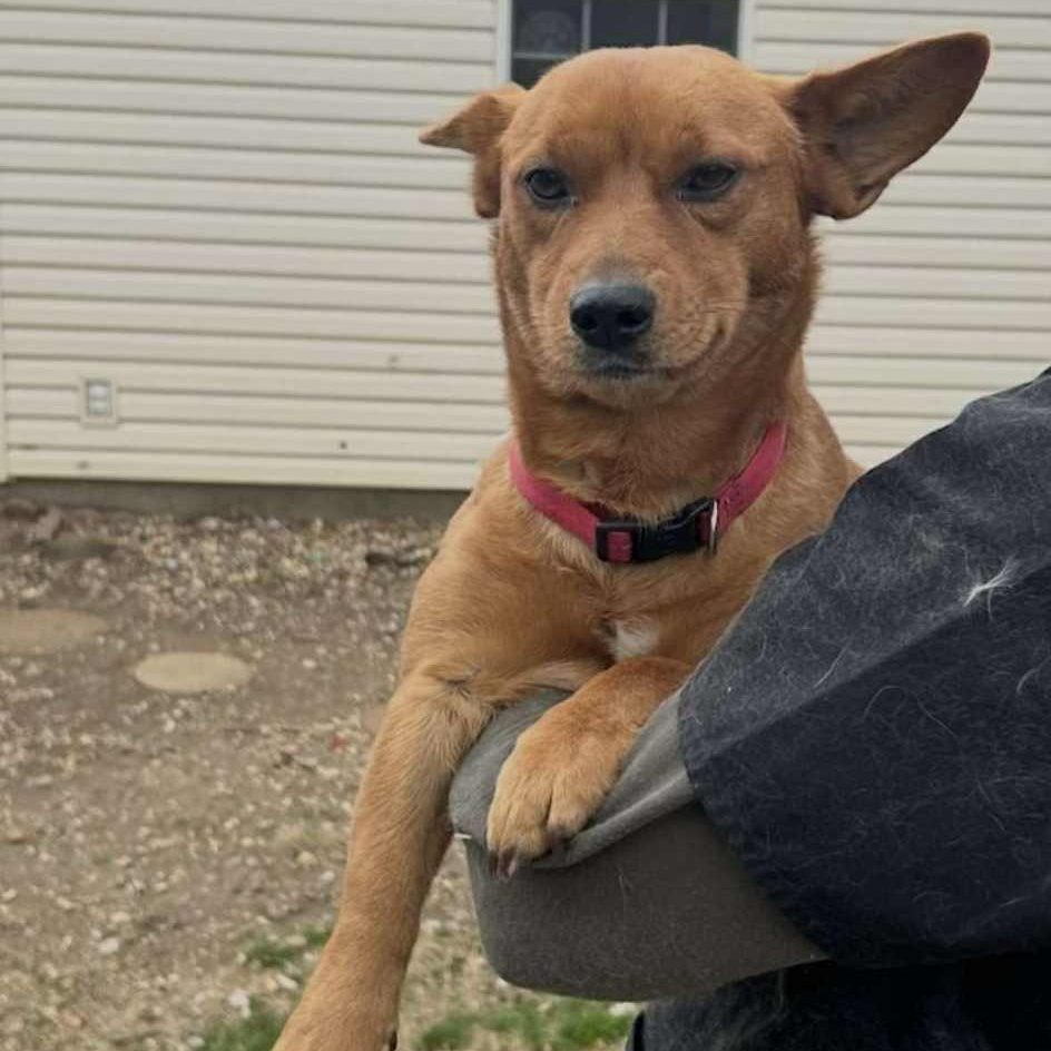 Enlarge Poppy, a ADOPTABLE mixed breed in Pelham, NH image 3/6