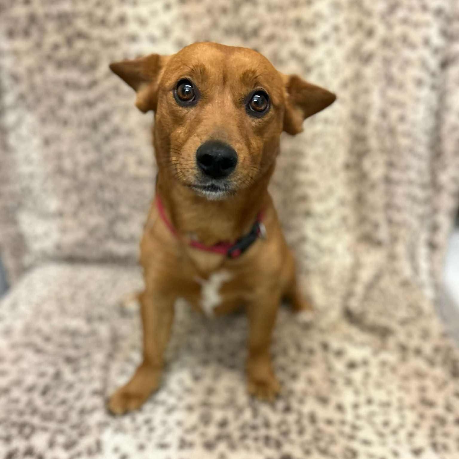 Enlarge Poppy, a ADOPTABLE mixed breed in Pelham, NH image 2/6