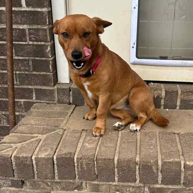 Enlarge Poppy, a ADOPTABLE mixed breed in Pelham, NH image 5/6