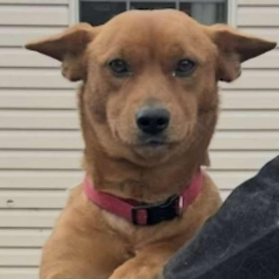 Enlarge Poppy, a ADOPTABLE mixed breed in Pelham, NH image 4/6
