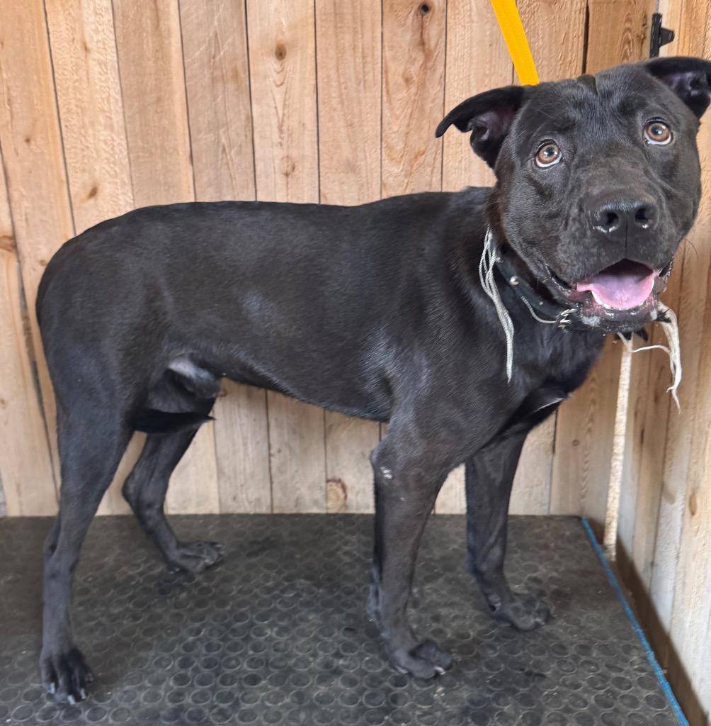 Paddington, Adoptable, Adult Male Staffordshire Bull Terrier.