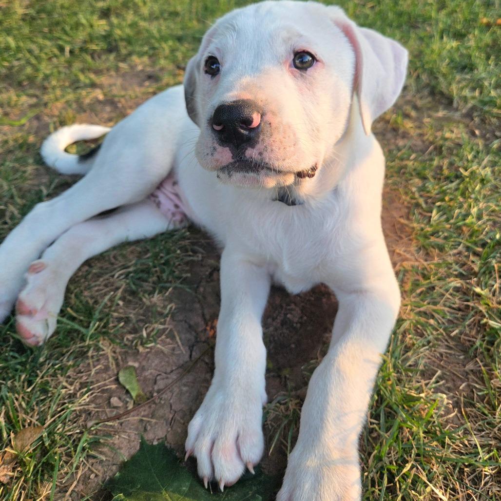 Dipper, Adoptable, Puppy Male Labrador Retriever & Pit Bull Terrier.