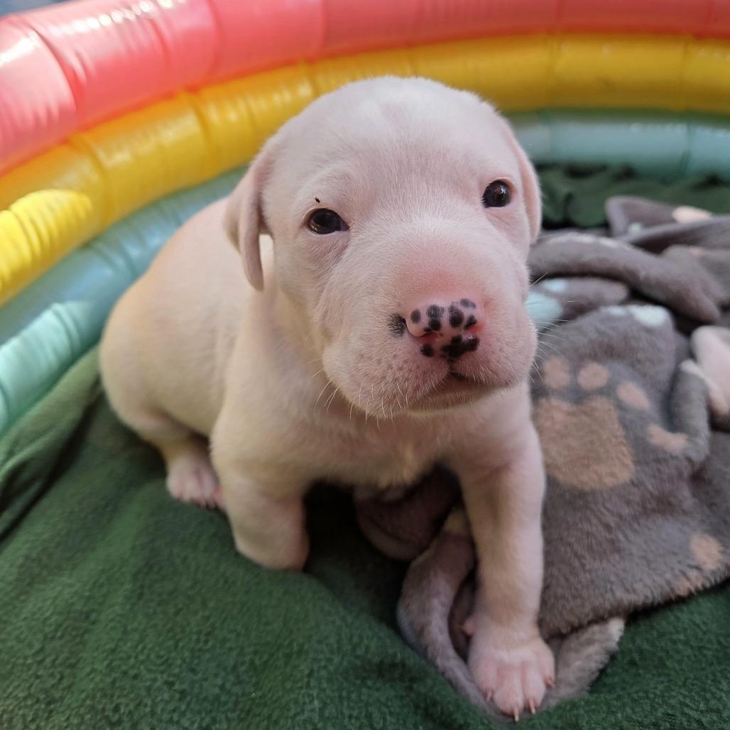 Dipper, a Adoptable mixed breed in Alma, WI image 3/6