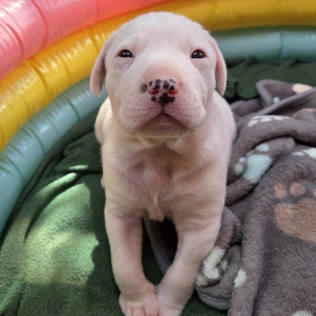 Dipper, a Adoptable mixed breed in Alma, WI image 4/6